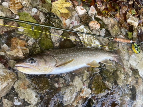 アメマスの釣果