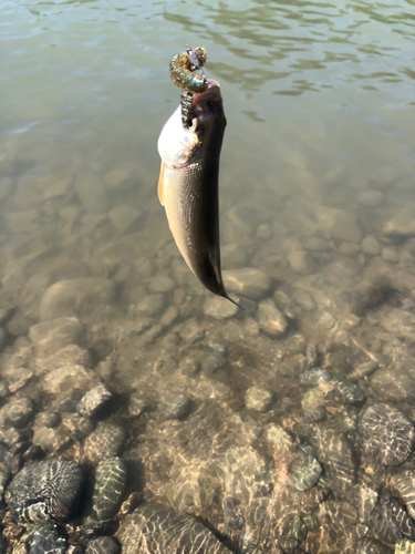 ウグイの釣果