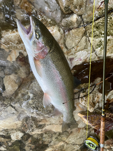 ニジマスの釣果