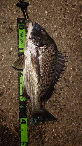 クロダイの釣果