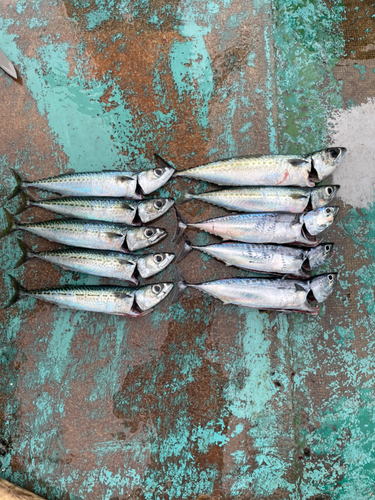 サバの釣果