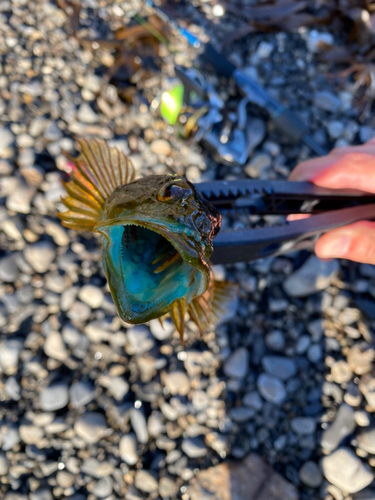 アナハゼの釣果