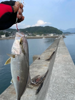 ネリゴの釣果