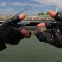 マハゼの釣果