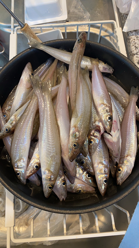 キスの釣果