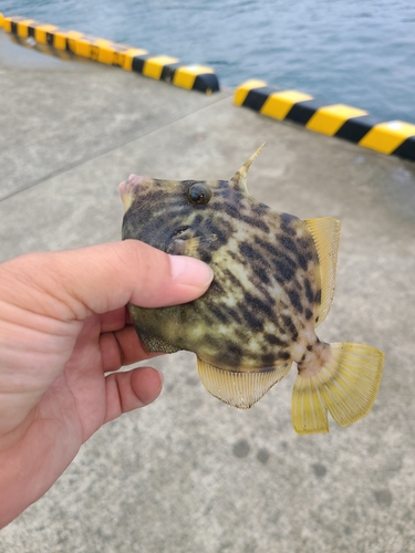 カワハギの釣果