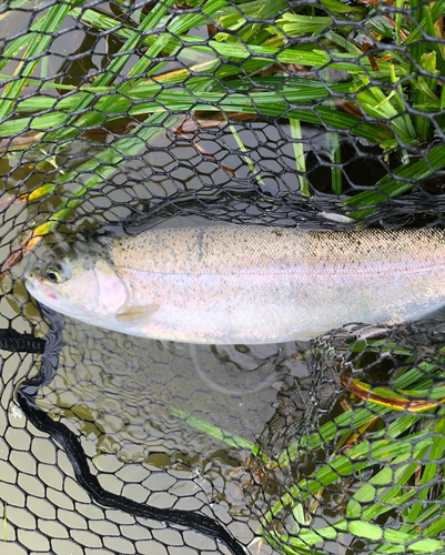 ニジマスの釣果