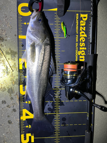 シーバスの釣果