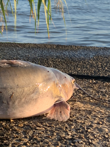 アメリカナマズの釣果