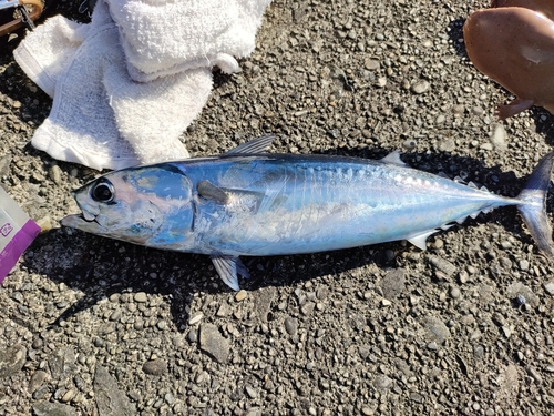 マルソウダの釣果