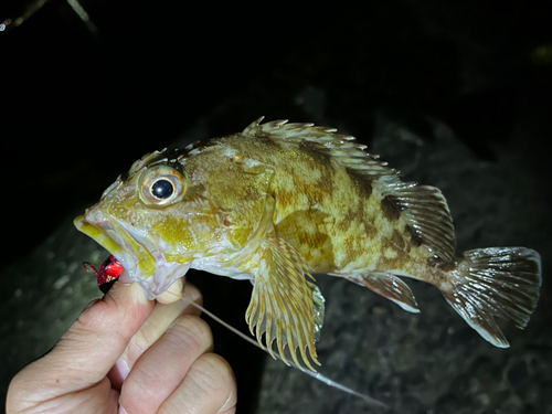 カサゴの釣果