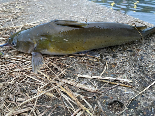 アメリカナマズの釣果