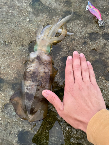 アオリイカの釣果