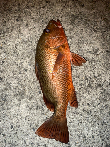 バラフエダイの釣果