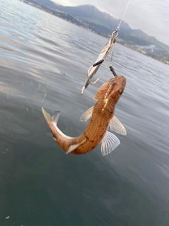 アカエソの釣果