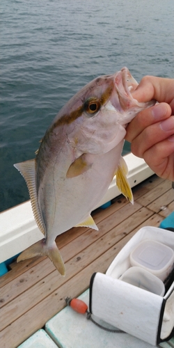 ネリゴの釣果