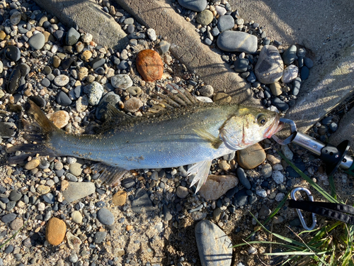 セイゴ（マルスズキ）の釣果