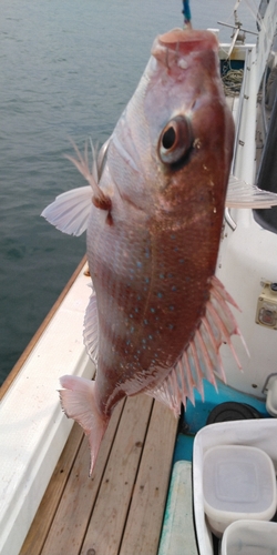 マダイの釣果