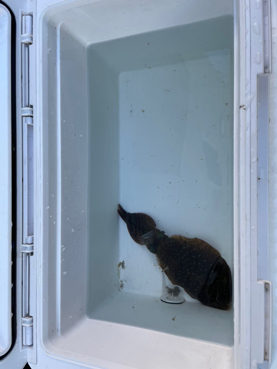 ヒグヒグさんの釣果 2枚目の画像