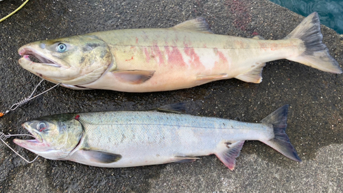 サケの釣果