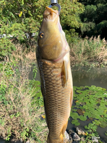 コイの釣果