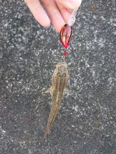 ハゼの釣果