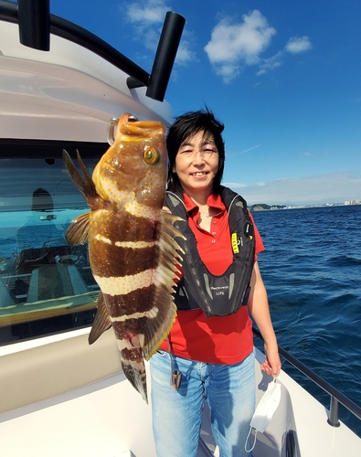 アオハタの釣果