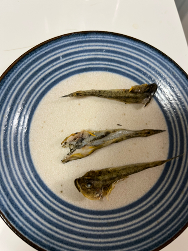 マハゼの釣果