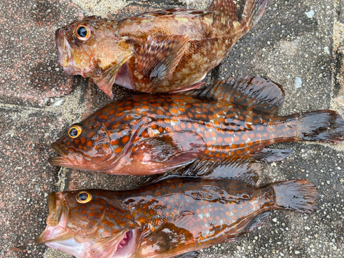 アコウの釣果