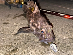 ハチガラの釣果