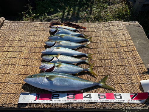 ワラサの釣果