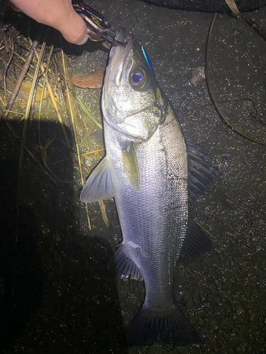 ヒラスズキの釣果