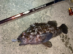 ハチガラの釣果