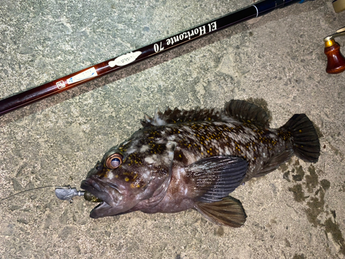 ハチガラの釣果