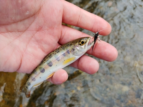 ヤマメの釣果