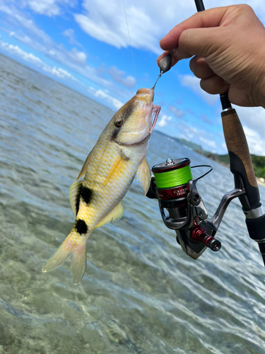 イシミーバイの釣果