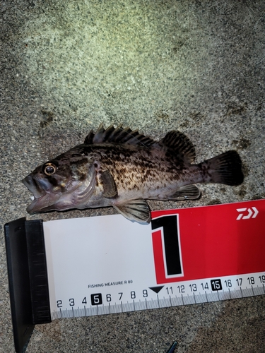 クロソイの釣果