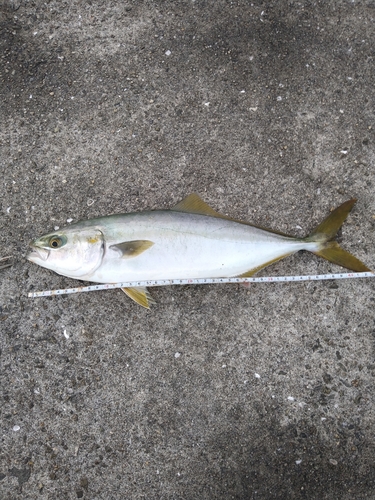 ハマチの釣果