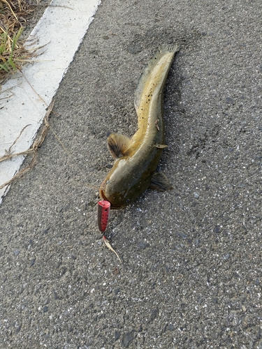 ナマズの釣果