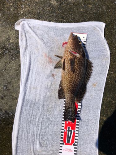 オオモンハタの釣果