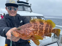 イサキの釣果