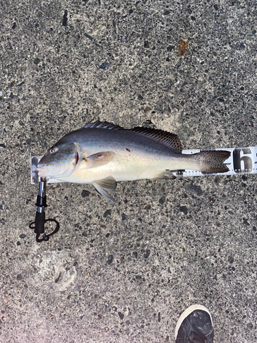 コロダイの釣果