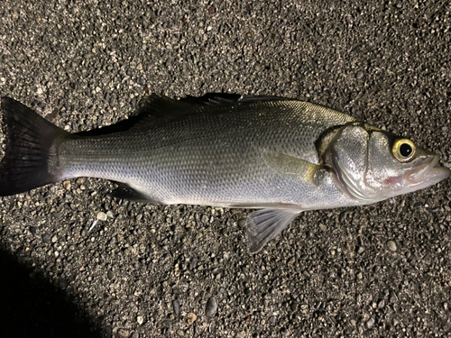 セイゴ（ヒラスズキ）の釣果