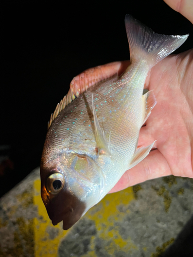 タイの釣果