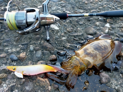 アオリイカの釣果