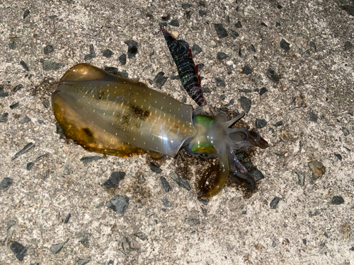 アオリイカの釣果