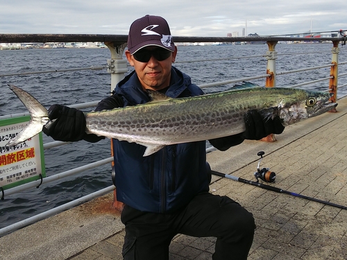 サワラの釣果