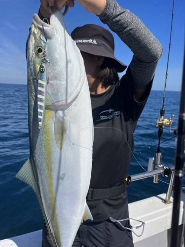 ブリの釣果