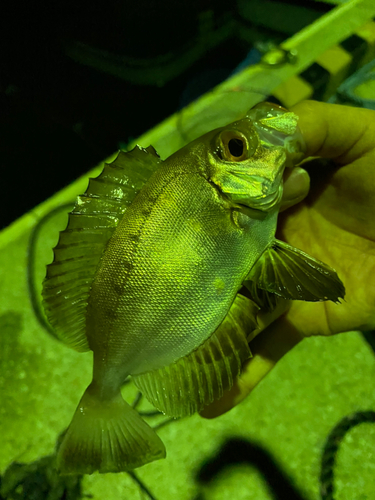 キントキダイの釣果