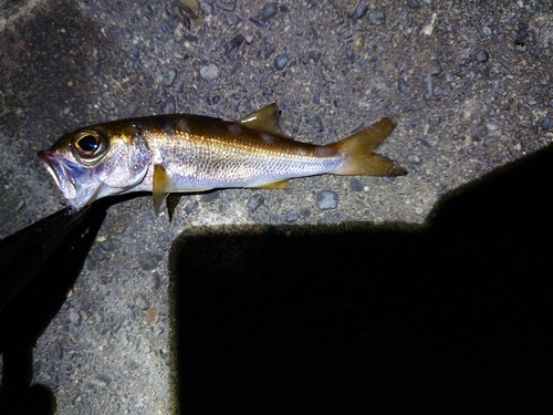 ムツの釣果